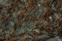 Fucus spiralis