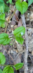 Hackelia latifolia