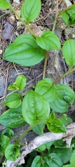 Hackelia latifolia