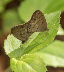 Hermeuptychia hermes