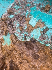 Aphodius