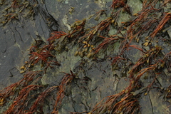Fucus spiralis