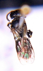 Hylaeus mesillae