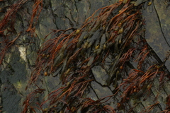 Fucus spiralis