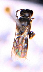 Hylaeus mesillae