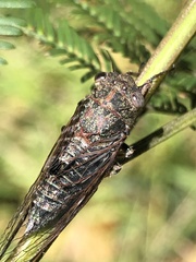 Atrapsalta corticina