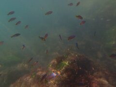 Chromis punctipinnis