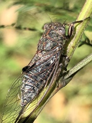 Atrapsalta corticina