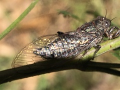 Atrapsalta corticina