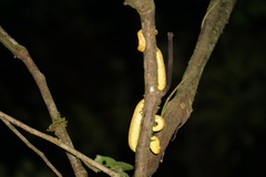 Craspedocephalus malabaricus