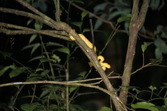 Craspedocephalus malabaricus