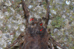 Lophopilio palpinalis