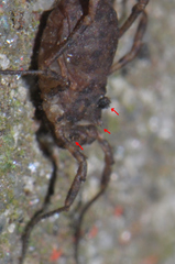 Lophopilio palpinalis