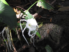 Hymenocallis littoralis