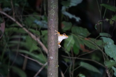 Polypedates occidentalis