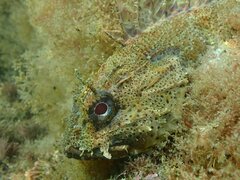 Scorpaena guttata