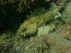 Scorpaena guttata