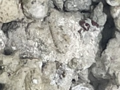 Bathygobius soporator