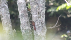 Sittasomus griseicapillus