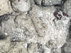 Bathygobius soporator