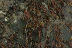 Fucus spiralis