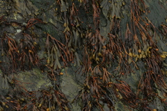Fucus spiralis