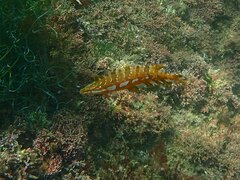 Heterostichus rostratus