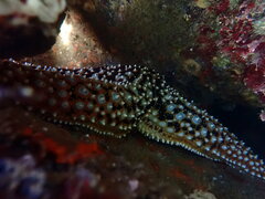 Pisaster giganteus