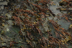 Fucus spiralis