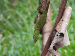 Anolis biporcatus