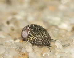 Theodoxus fluviatilis