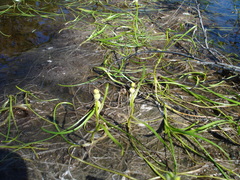 Sparganium hyperboreum