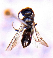 Hylaeus mesillae