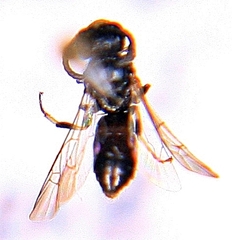 Hylaeus mesillae