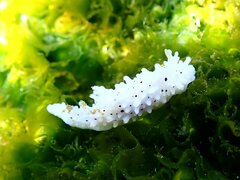 Aegires albopunctatus