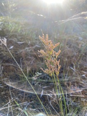 Juncus kraussii