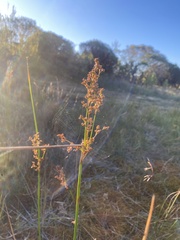 Juncus kraussii
