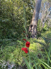 Gladiolus × hortulanus