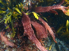 Chondracanthus spinosus