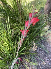 Gladiolus × hortulanus