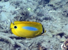 Chaetodon plebeius