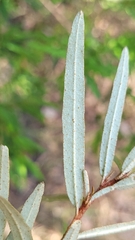 Phebalium squamulosum