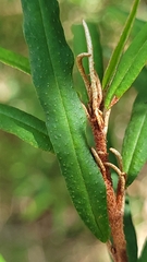 Phebalium squamulosum