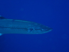 Scomberomorus regalis