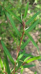 Phebalium squamulosum