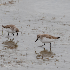 Calidris mauri
