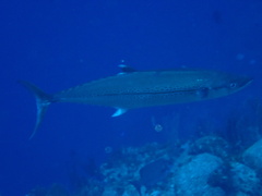 Scomberomorus regalis