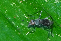 Taeniaptera trivittata