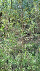 Phebalium squamulosum