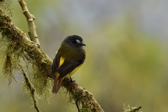 Myiotriccus ornatus